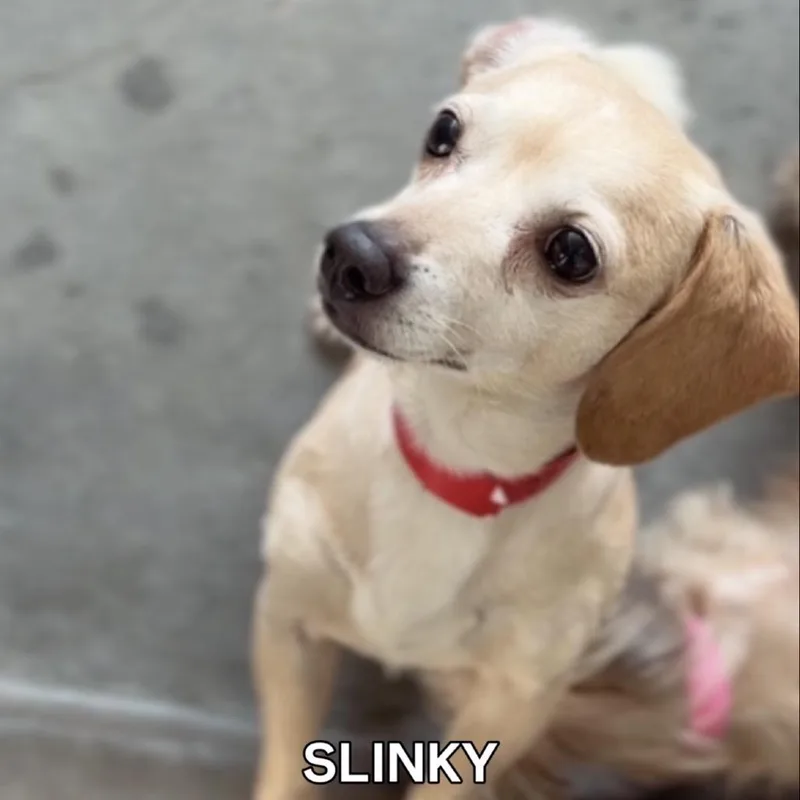 Slinky A