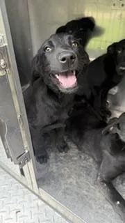 A baby medium-sized female Mixed Breed dog named Lyra for adoption in Dallas, TX