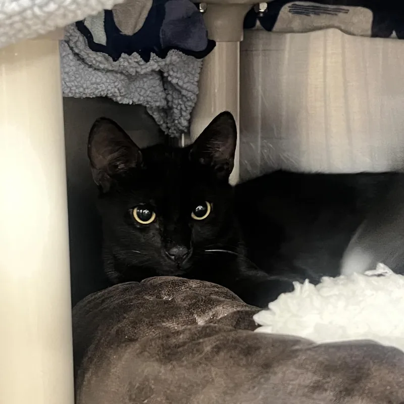 A baby medium-sized male Black Domestic Short Hair cat named Santiago for adoption in West Palm Beach, FL