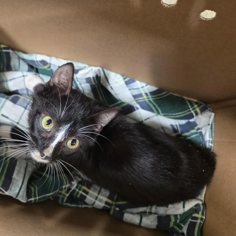 A baby small-sized male Domestic Short Hair cat named Eren for adoption in Newark, NJ