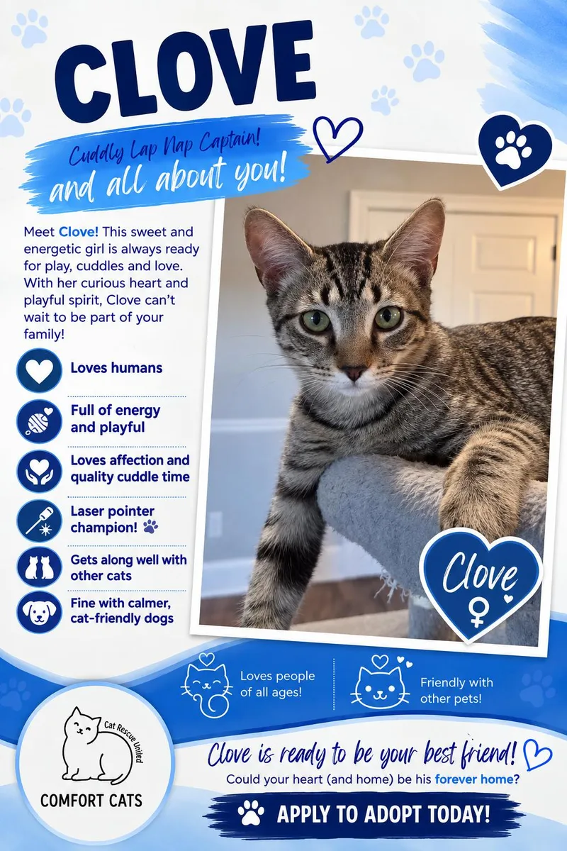 A young medium-sized female Tabby (Brown / Chocolate) Domestic Short Hair cat named Clove for adoption in Moore, SC