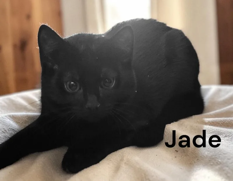 A young medium-sized female Black Domestic Short Hair cat named Jade for adoption in Weems, VA