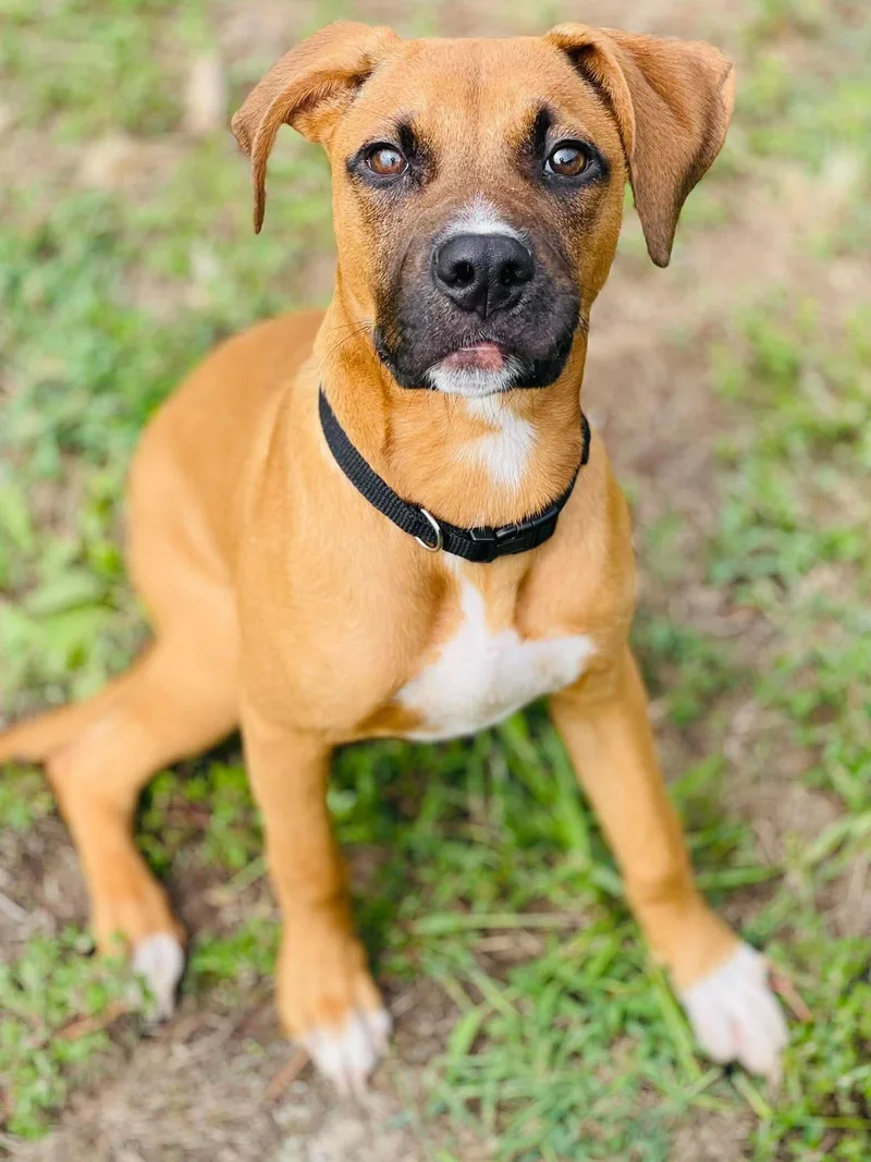 A young medium-sized female Boxer dog named AC "Nellie" for adoption in Conyers, GA