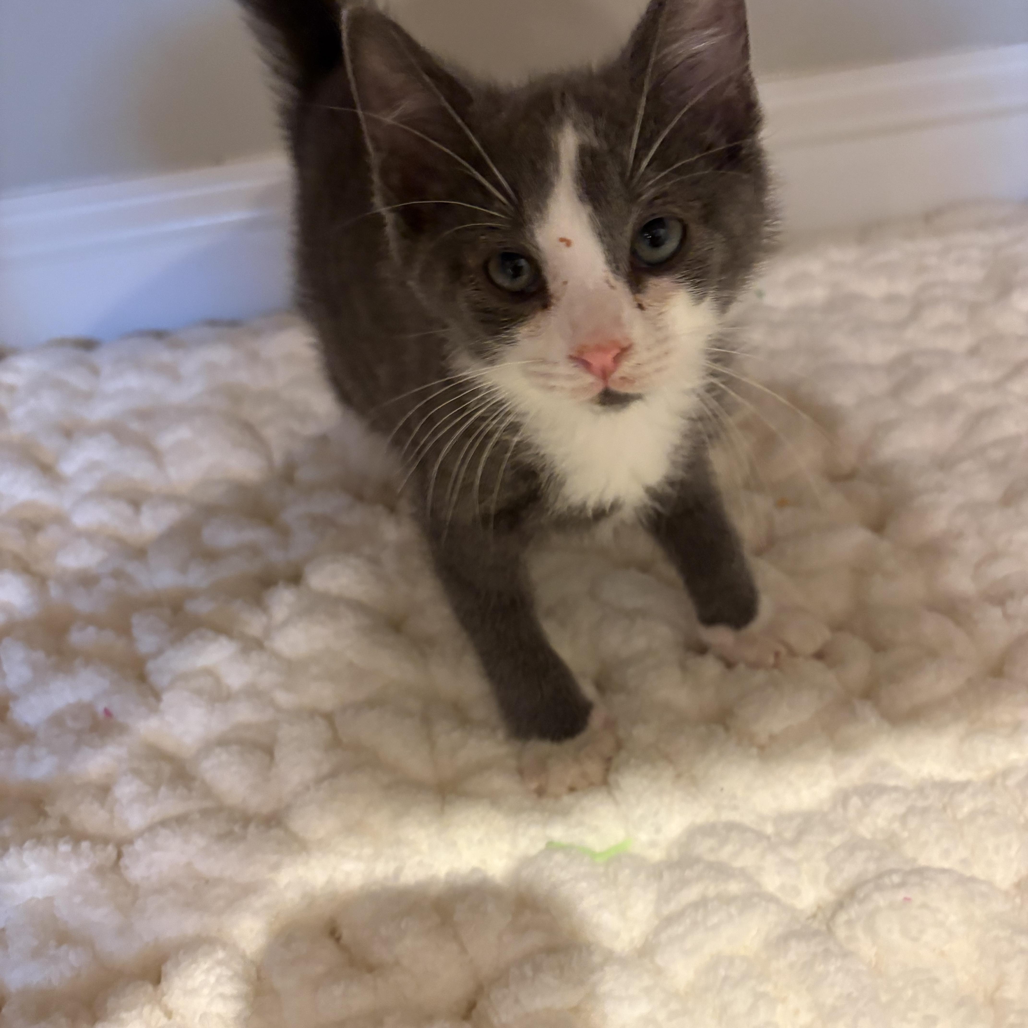 A baby medium-sized male Gray & White Domestic Short Hair cat named Tito for adoption in Landenberg, PA