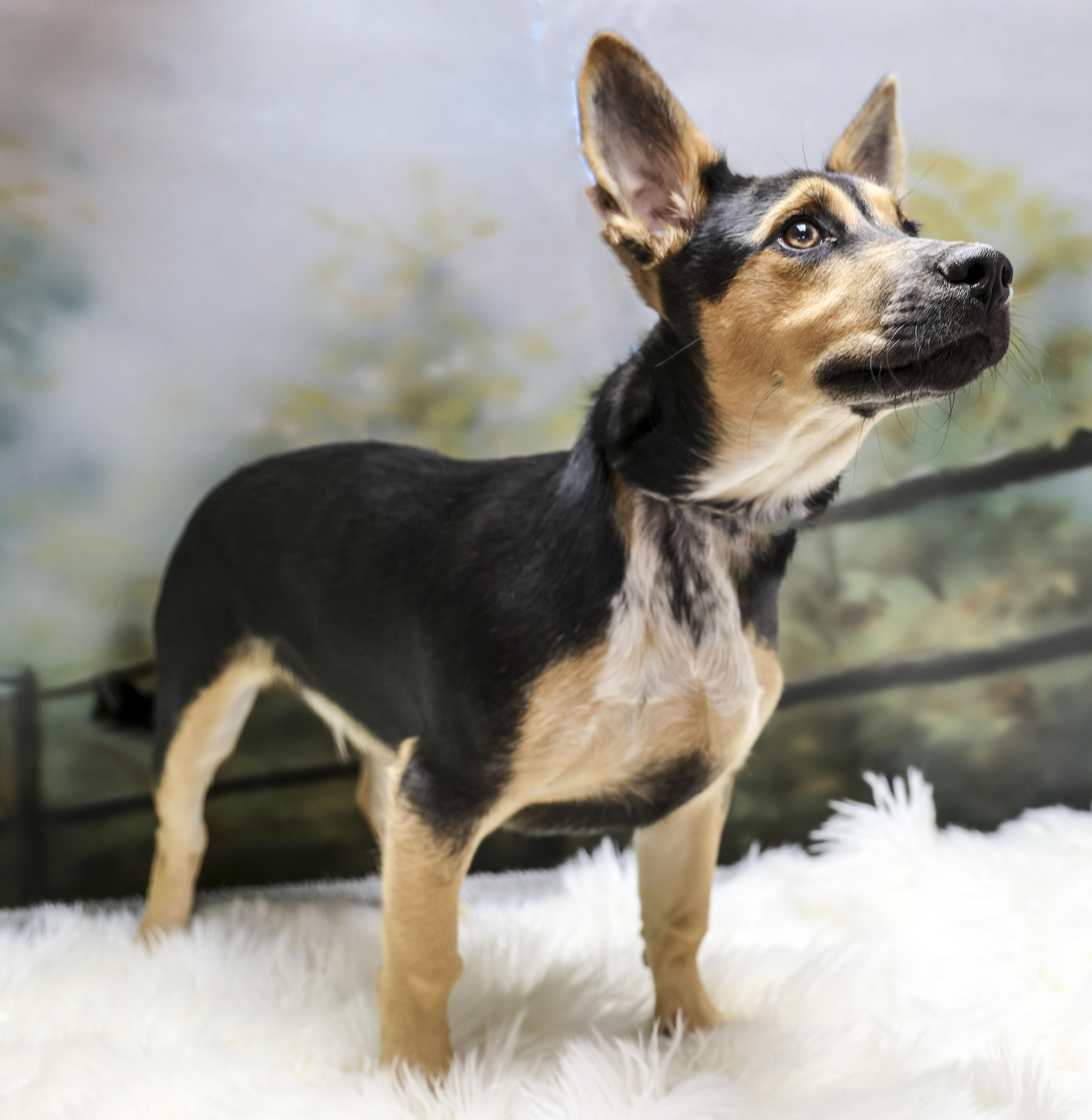 A young small-sized male Yellow / Tan / Blond / Fawn Terrier dog named Ralph for adoption in Casa Grande, AZ