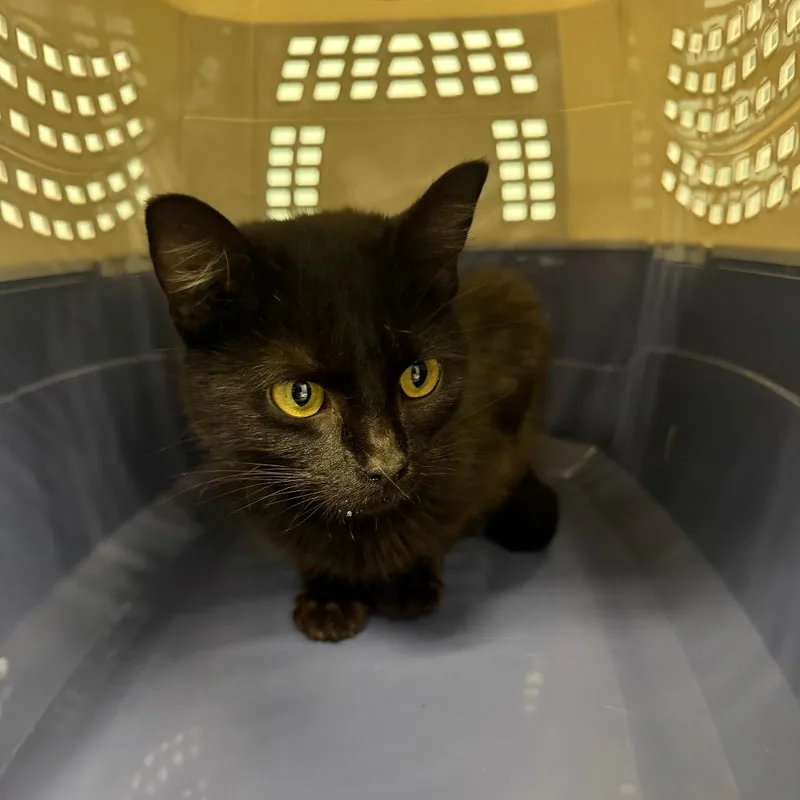 An adult medium-sized female Black American Shorthair cat named California for adoption in Greensboro, NC