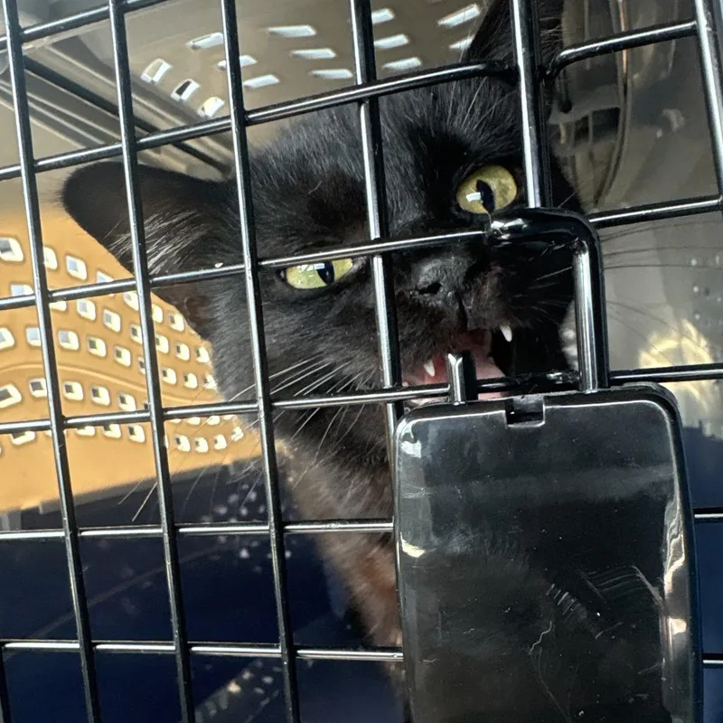 California thumbnail 2