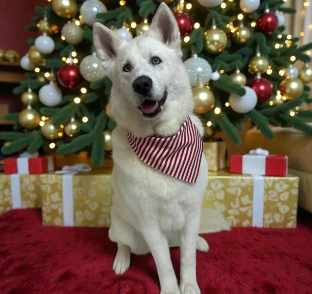 An adult medium-sized male Samoyed dog named Robert for adoption in Albuquerque, NM