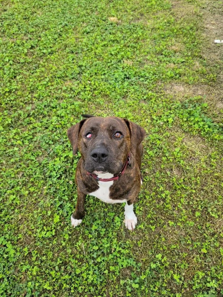 A young large-sized female Boxer dog named Chloe for adoption in Greenwood, MS