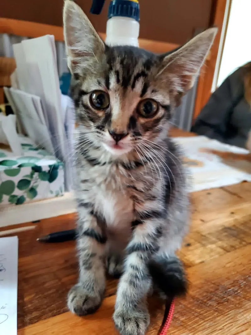 A baby medium-sized male Tabby (Gray / Blue / Silver) Domestic Short Hair cat named Uniswap for adoption in Manhattan, KS