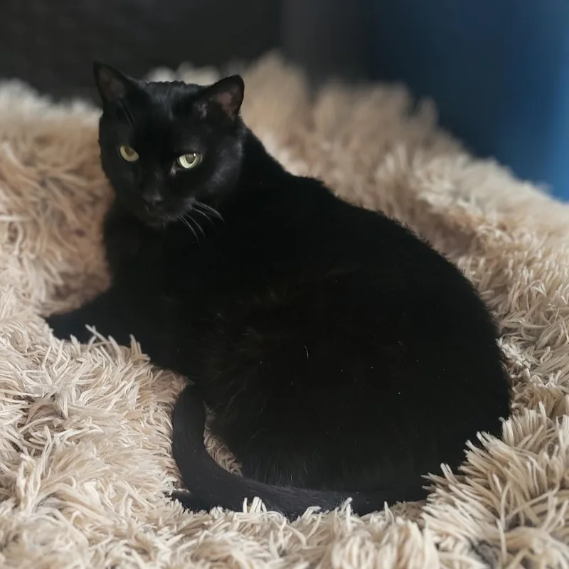 A senior medium-sized female Black Domestic Short Hair cat named Ophelia for adoption in Lemoyne, PA