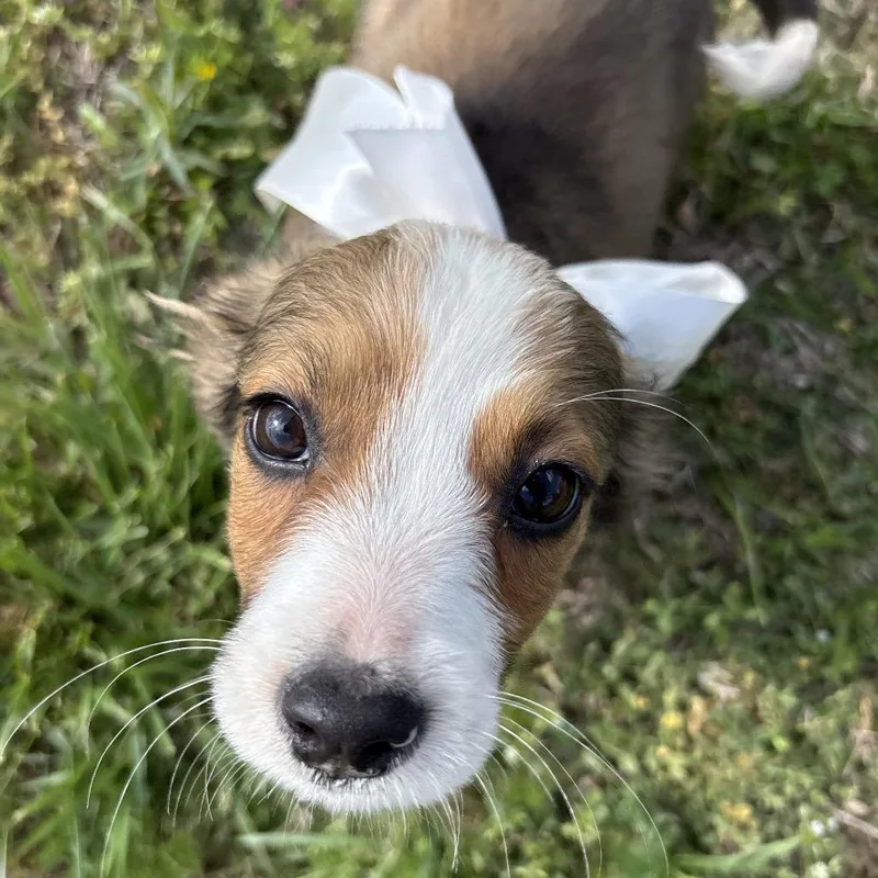 Cherry Cuddler thumbnail 2