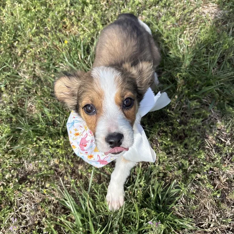 Cherry Cuddler thumbnail 3