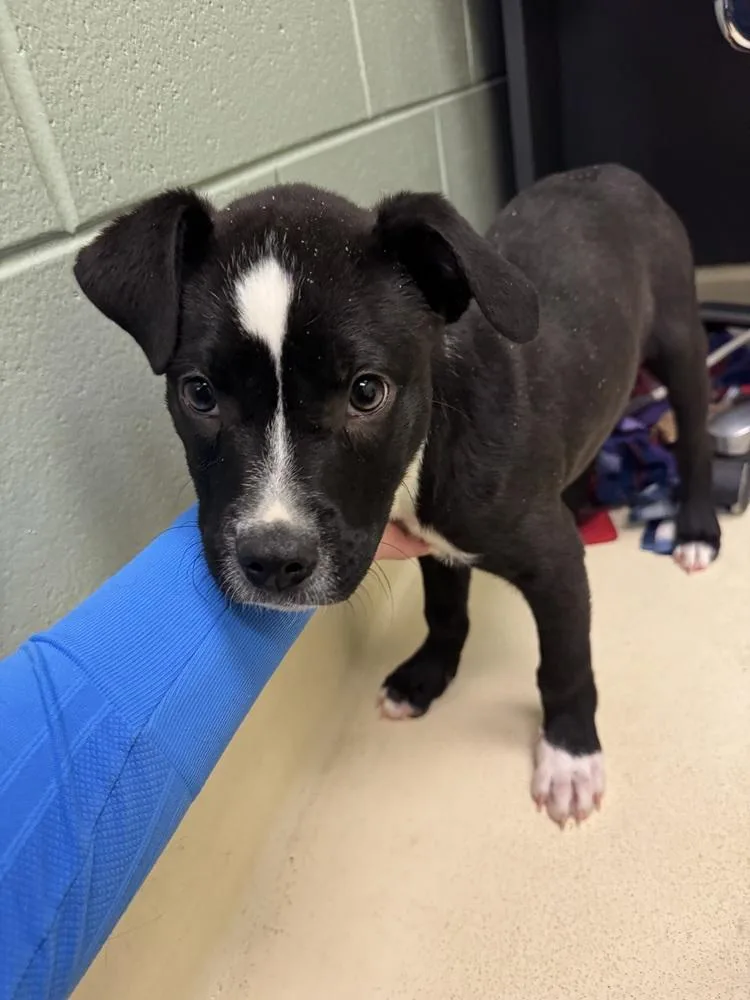 A baby small-sized male Tricolor (Brown, Black, & White) Labrador Retriever dog named Junior for adoption in Kalamazoo, MI