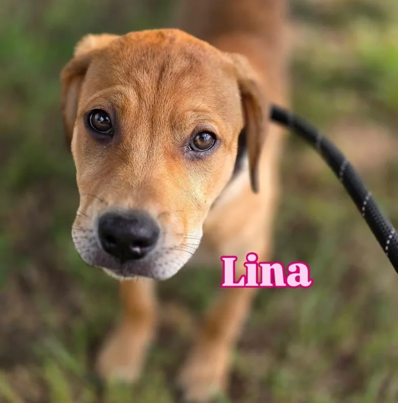 A baby large-sized female Shepherd dog named Lina for adoption in Saugus, MA