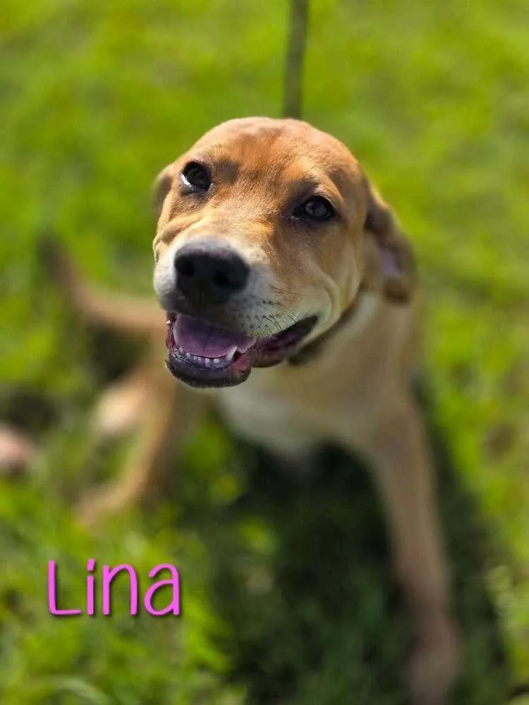 Lina thumbnail 2