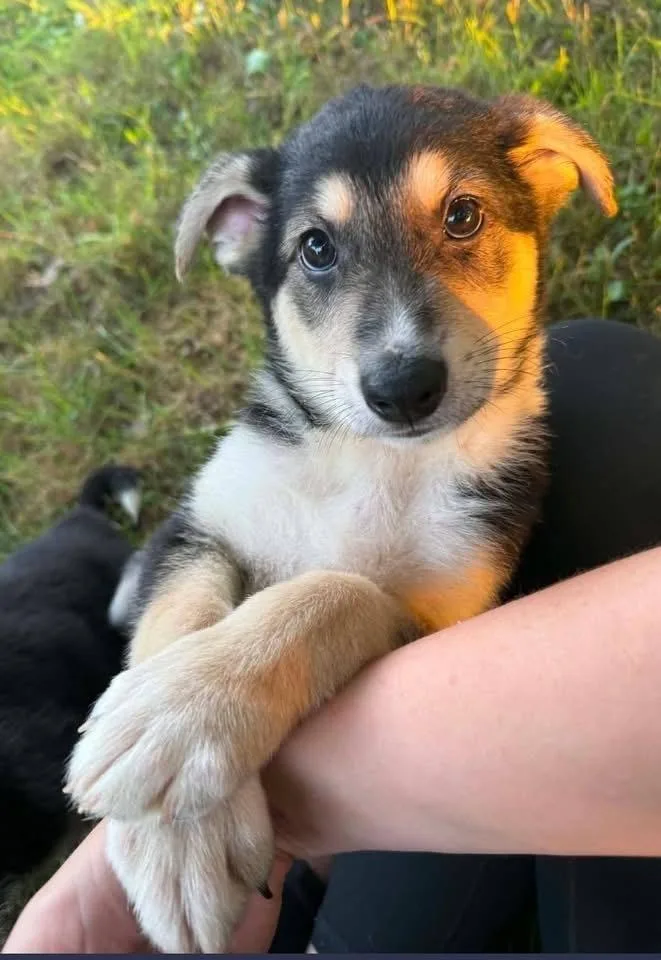 A baby small-sized male German Shepherd Dog dog named Cash for adoption in Suamico, WI
