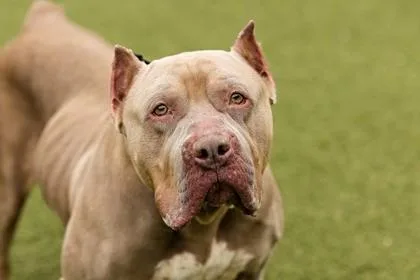 An adult large-sized female Mixed Breed dog named Lori for adoption in West Chester, PA
