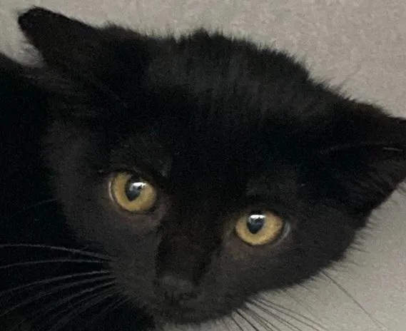 A baby small-sized female Black Domestic Short Hair cat named Super Nova for adoption in Anoka, MN