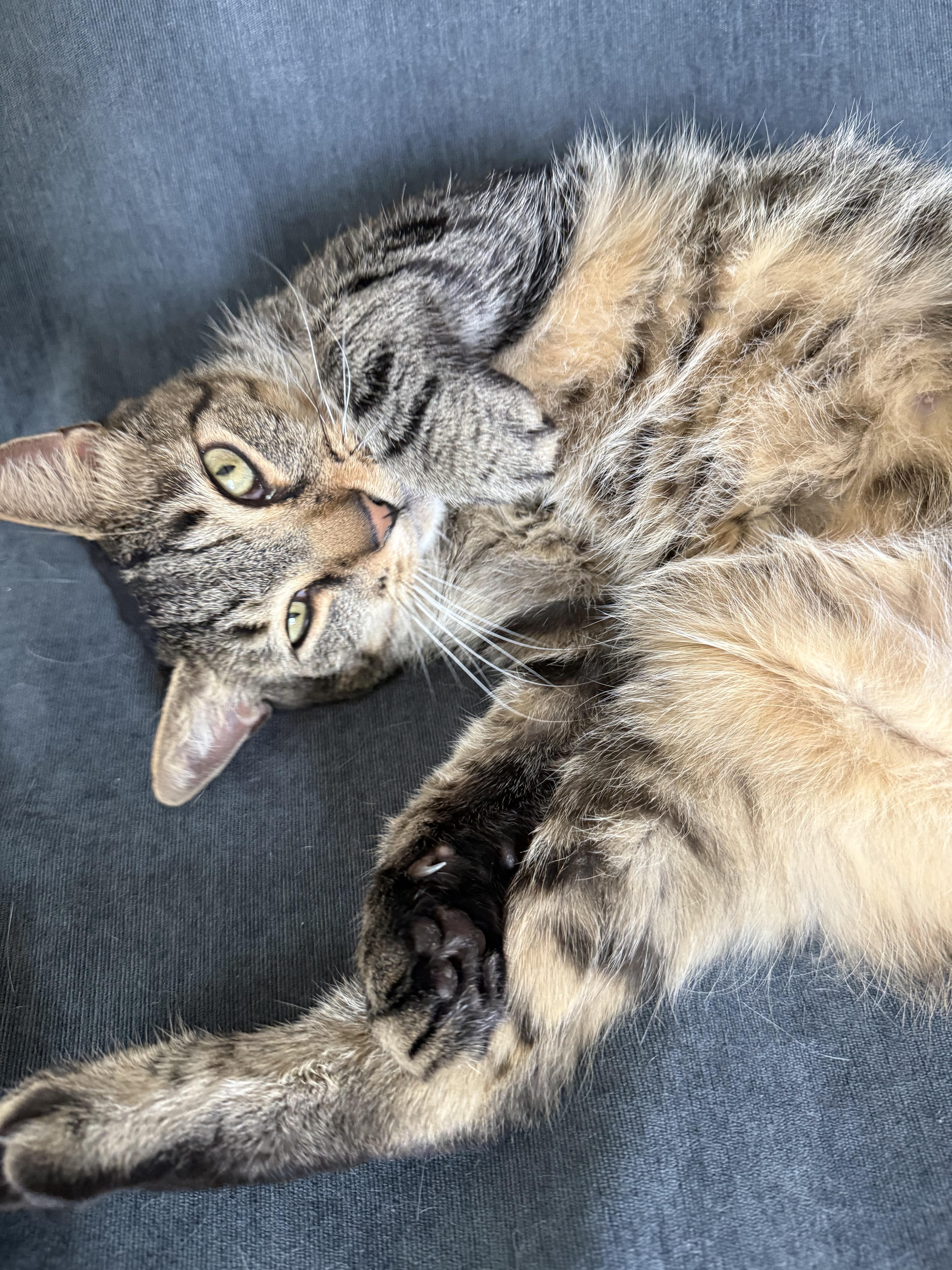 An adult medium-sized male Tabby (Buff / Tan / Fawn) American Shorthair cat named Han for adoption in Philadelphia, PA