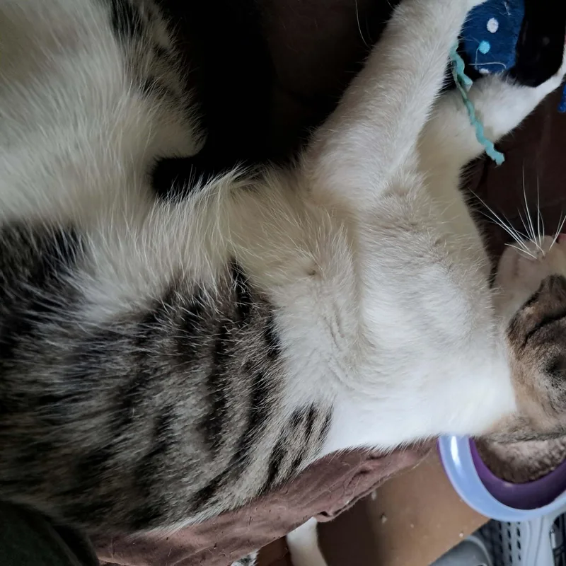A baby small-sized male Tabby (Brown / Chocolate) Domestic Short Hair cat named Rio for adoption in Orange, CA