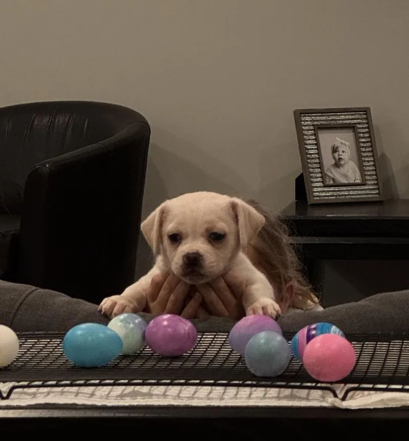 A baby small-sized male Pekingese dog named Lloyd for adoption in Clinton Township, MI