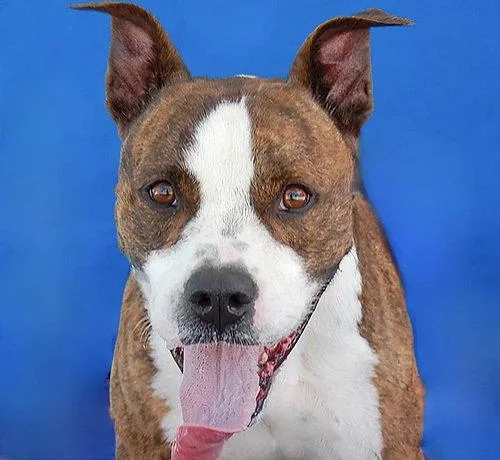 An adult medium-sized male Pit Bull Terrier dog named Brass for adoption in Pasadena, CA