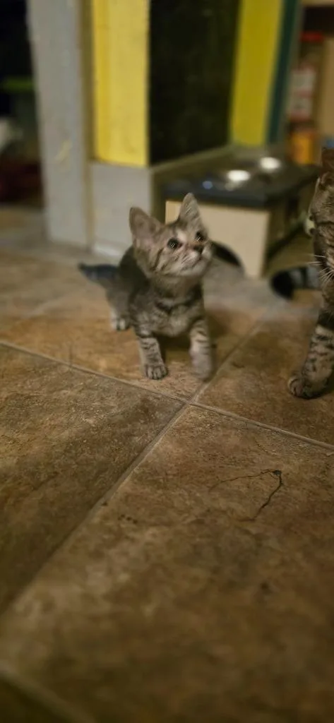 A baby small-sized female Domestic Short Hair cat named Mongo for adoption in Richmond, IN