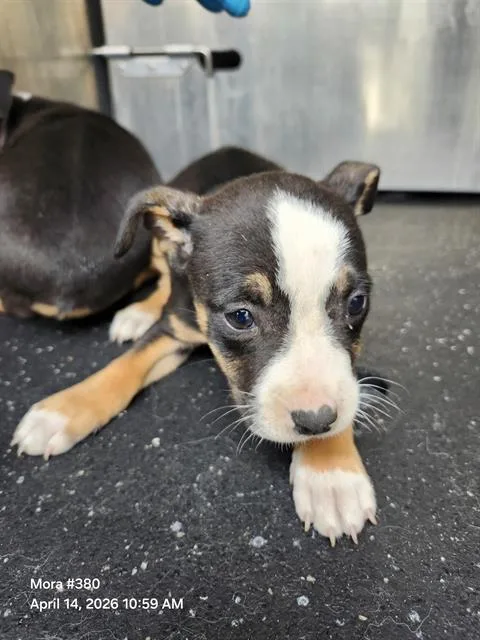 A baby small-sized female American Staffordshire Terrier dog named Doll for adoption in San Antonio, TX