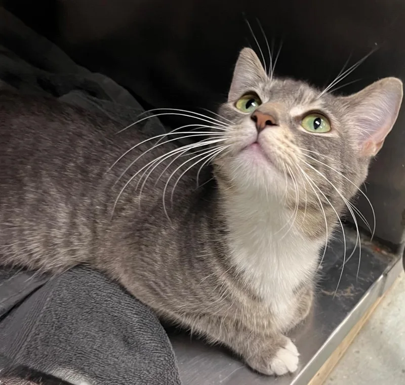 A young small-sized female Domestic Short Hair cat named North for adoption in Little Rock, AR