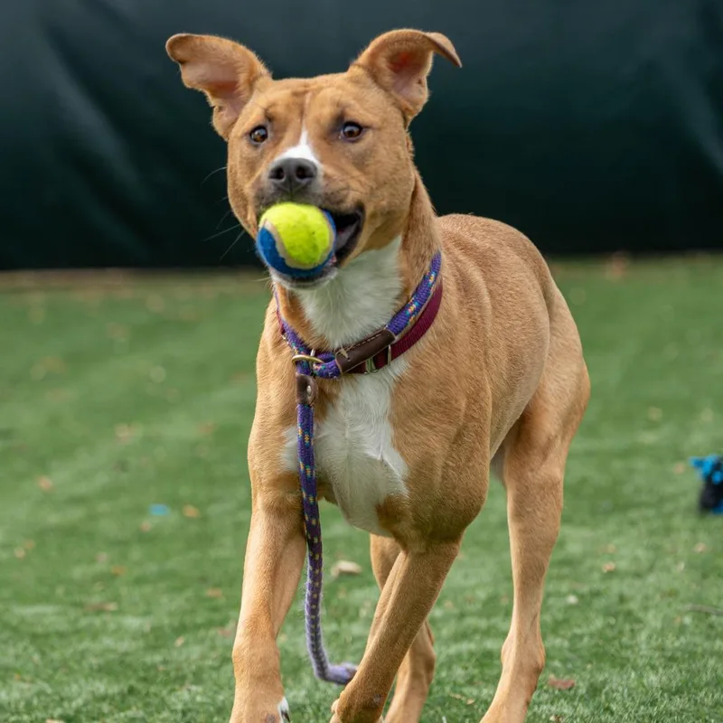 A young medium-sized female Yellow / Tan / Blond / Fawn Mixed Breed dog named Winifred for adoption in Saint Charles, MO
