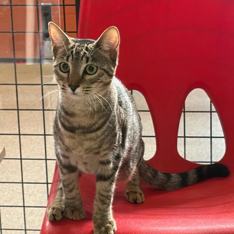 A baby medium-sized female Brown / Chocolate Domestic Short Hair cat named Surprise for adoption in Sarasota, FL