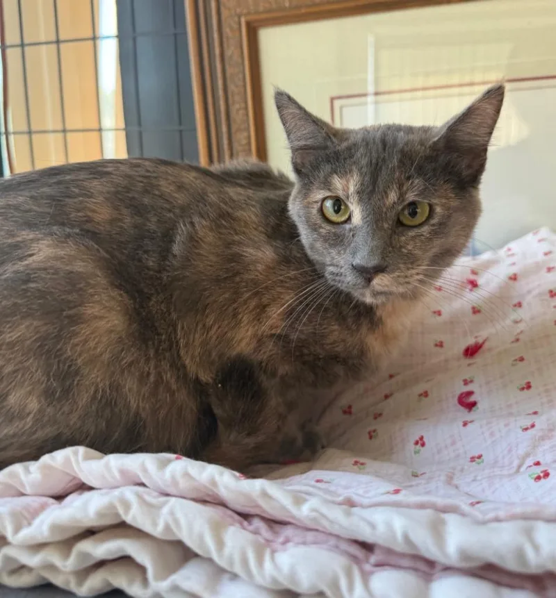 A baby small-sized female Domestic Short Hair cat named Dreyah for adoption in Lemoore, CA