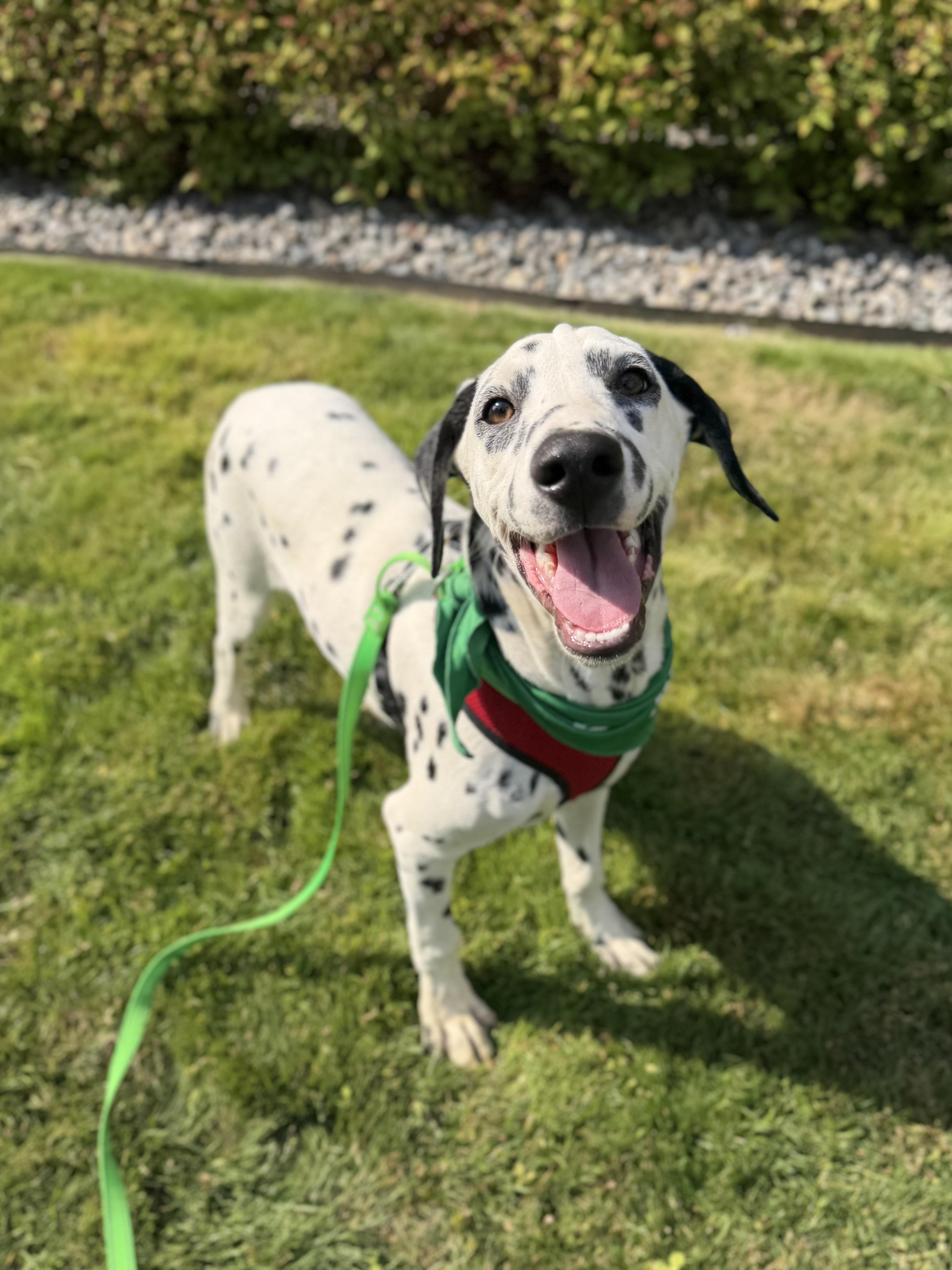 A baby medium-sized male Black Dalmatian dog named Chip for adoption in lynnwood , WA