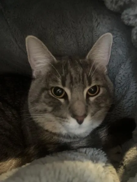 A young small-sized male Domestic Short Hair cat named King for adoption in Des Moines, IA