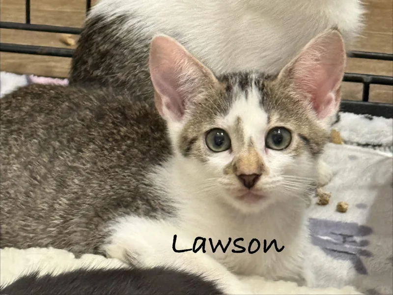A baby medium-sized male Tabby (Gray / Blue / Silver) Domestic Short Hair cat named Lawson for adoption in Pawleys Island, SC