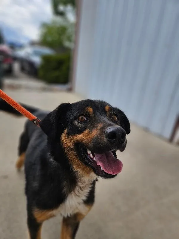 An adult medium-sized female Yellow / Tan / Blond / Fawn Mixed Breed dog named Towa for adoption in Fort Collins, CO