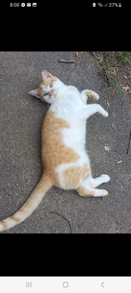 An adult medium-sized male Domestic Short Hair cat named Fred for adoption in Cromwell, KY