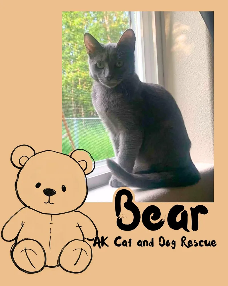 A young small-sized male Russian Blue cat named Bear for adoption in Wasilla, AK