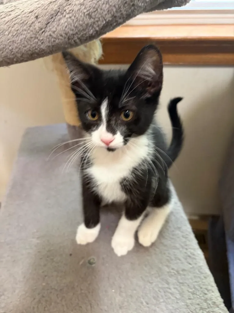 A baby medium-sized male Domestic Short Hair cat named Rummy for adoption in Lancaster, PA