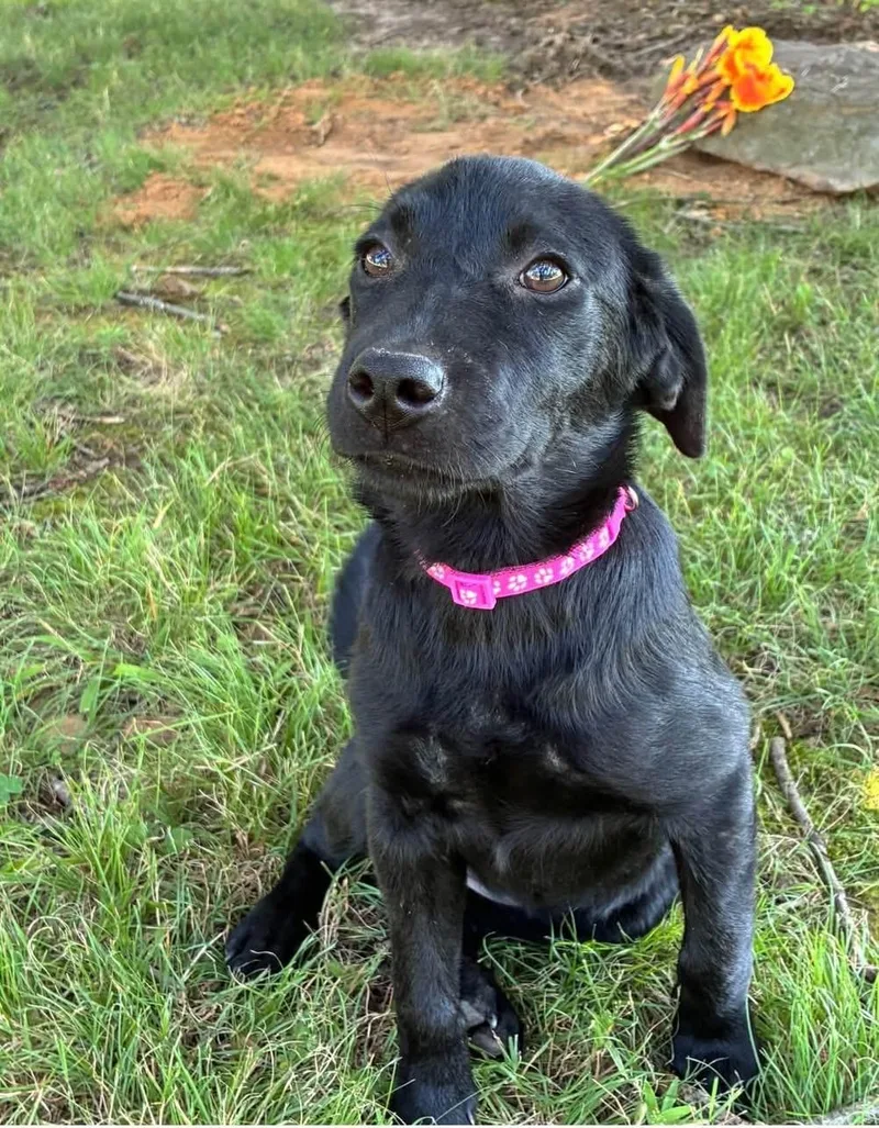 A baby medium-sized female Black Labrador Retriever dog named Summer for adoption in Newfoundland, NJ