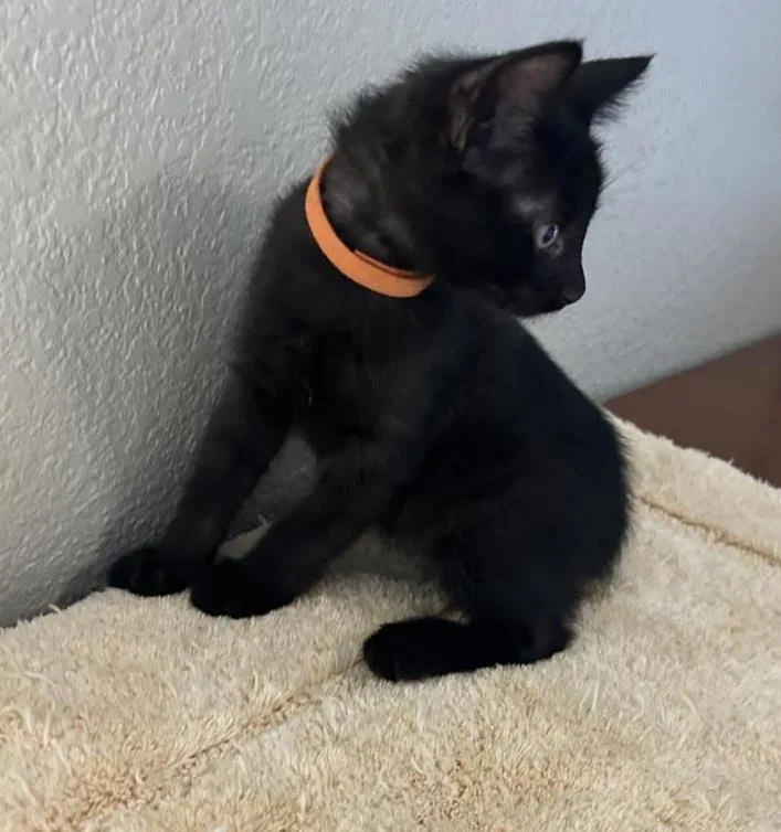 A baby small-sized male Black Domestic Short Hair cat named Pepper Johnson for adoption in Chandler, AZ