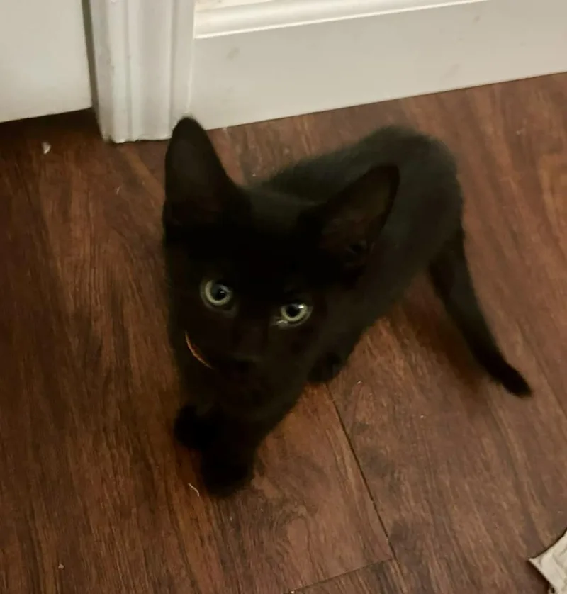 Pepper Johnson thumbnail 3