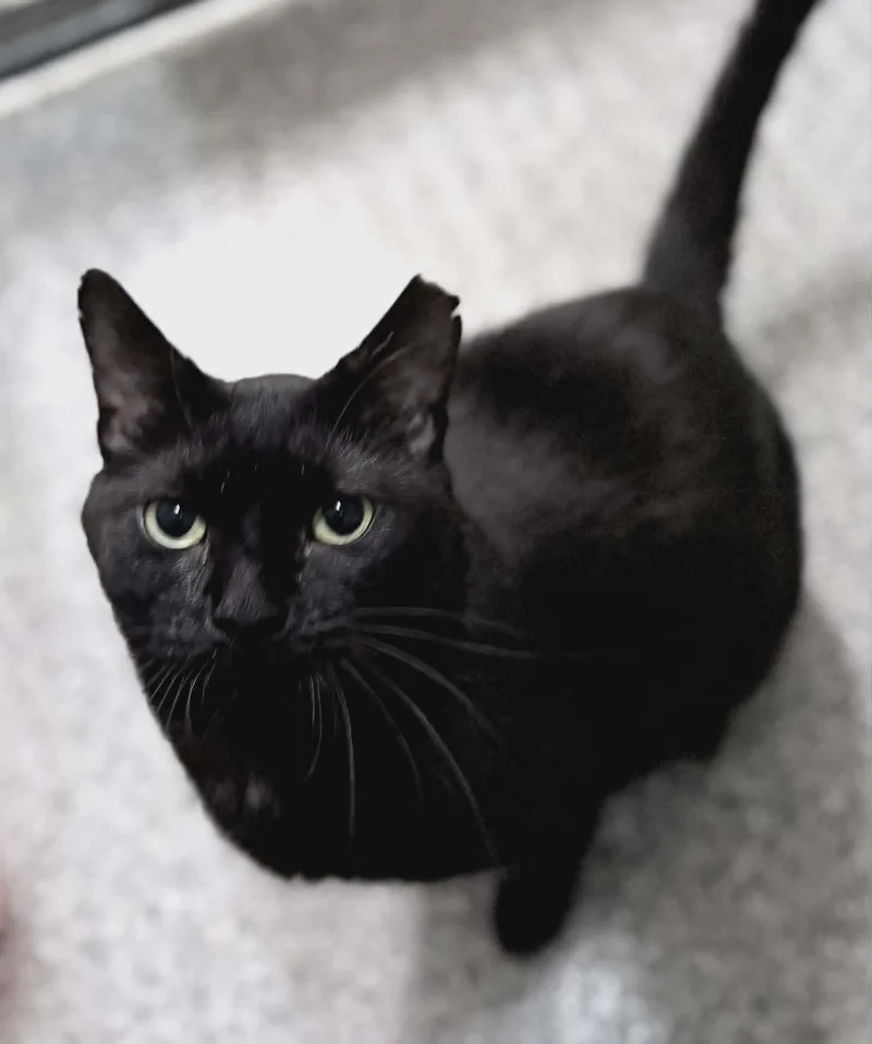 Handsome Boy thumbnail 3
