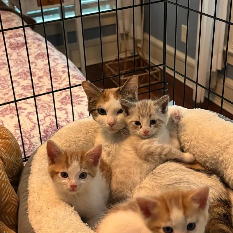 A young medium-sized female White Domestic Short Hair cat named Pancake for adoption in Chapel Hill, NC