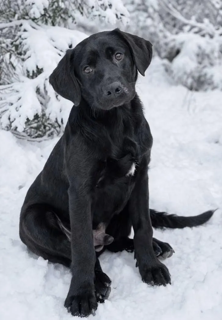 Mash Potato thumbnail 2