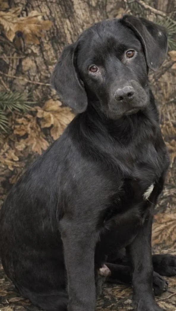 Mash Potato thumbnail 3