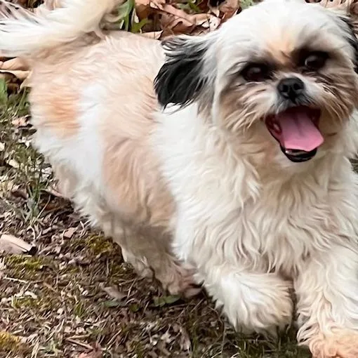 An adult small-sized female White / Cream Shih Tzu dog named Mia for adoption in Edwards, IL