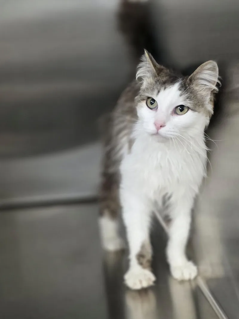An adult medium-sized female Gray & White Domestic Long Hair cat named Muffin for adoption in Shelby, MI