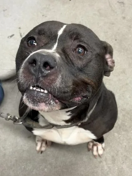An adult large-sized male Mixed Breed dog named Thunder for adoption in West Chester, PA